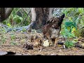 Nacieron estos Pollitos en el Rancho