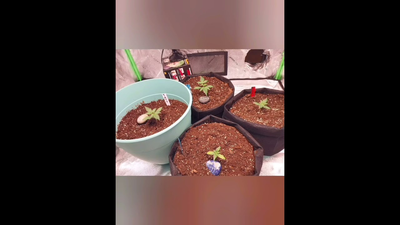 40 day time laps from seedling to early flowering stage. 