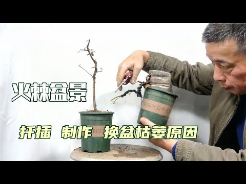 How to cut and shape Pyracantha fortunei火棘如何扦插製作定型，換盆後失樁是什麼原因