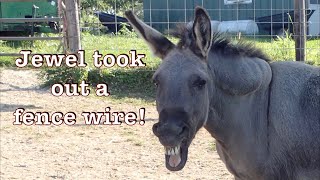 Horse unzips fence wire.