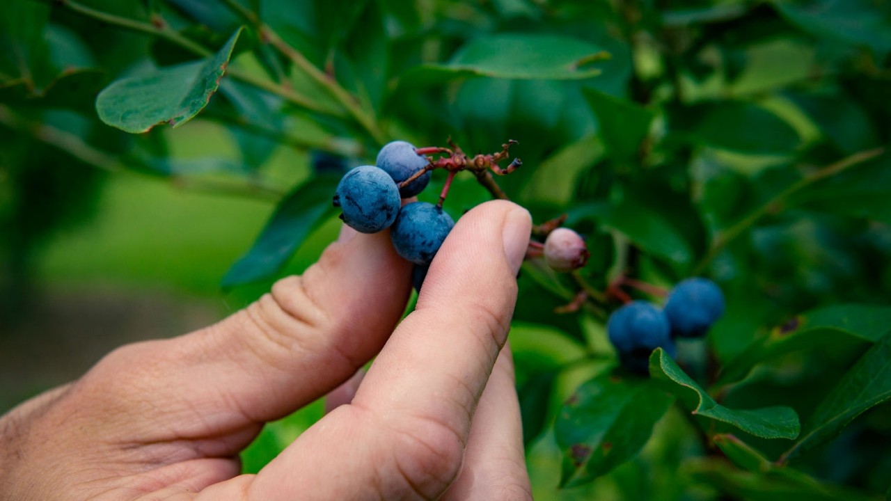 Blueberry Farming in New Jersey