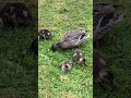 Mama & Baby Ducks at Mingus Park Part 3 #ducks #birds