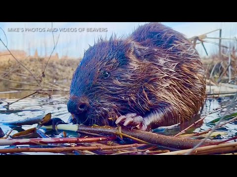 Another Beaver Close-Up (Turn Volume Up) - YouTube