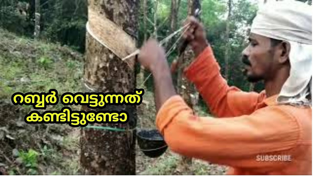 Rubber Taping Vloge Malayalam|Malappuram Fishing|Rubber Sheet Making