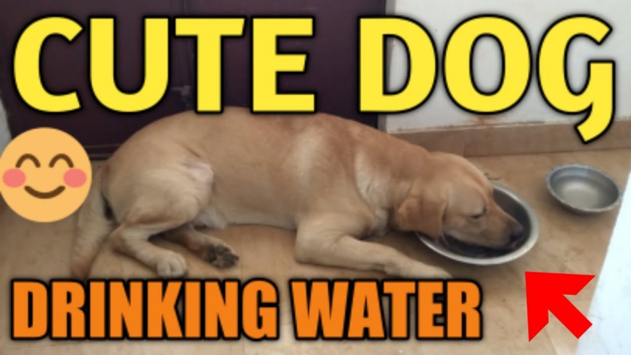 Cute Dogs Drinking Water