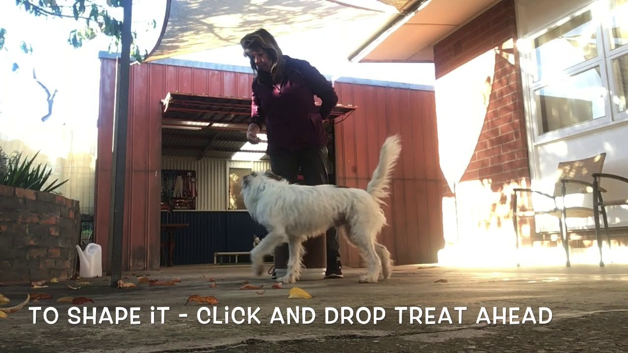 Teach Go Around an Object for Agility, Trick Tests, Rally, Obedience or Fun