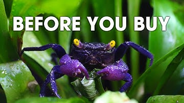 🦀 THE TRUTH ABOUT VAMPIRE CRABS. WATCH THIS BEFORE BUYING VAMPIRE CRABS