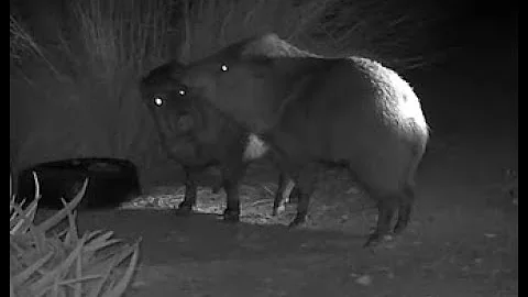 Javelina hanging out and weird behaviors. 12-10-24