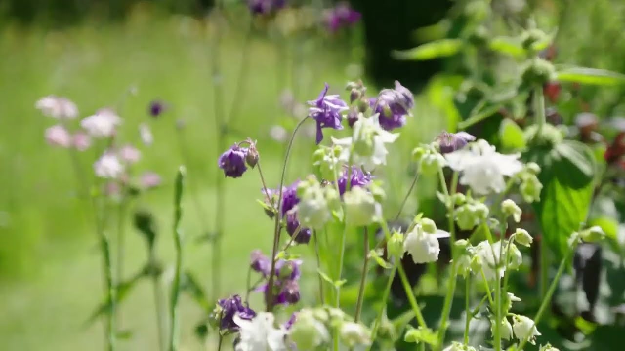 For unmissable gardens, events and inspiration subscribe to the free National Garden Scheme eNews