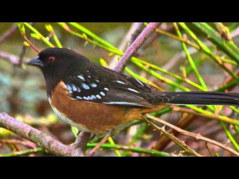 Spotted Towhee Morse Code #7