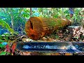 full video stihl kw vs kayu terbaik di dunia!! si kayu ulin kalimantan