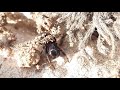 Cobweb Spider / Araneoid Örümcek (Theridiidae)