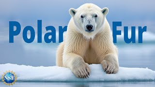UMass Amherst Answers the Question: How Does Polar Bear Fur Work?