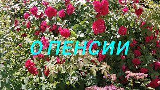 картинка: Болталка ч.2 о пенсии