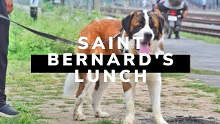 Saint Bernard's Lunch diet| Simple and light | And his love for Rain