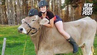 Girl who always wanted to ride a horse settles for a cow| New York Post