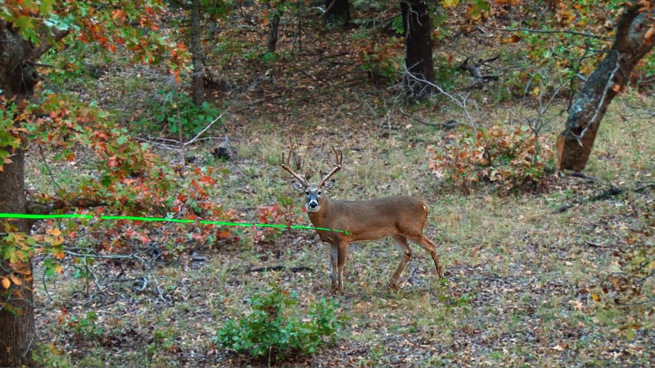 Bow Hunting Kansas Grunt Calling to Tag a Tank of an Old Buck YouTube