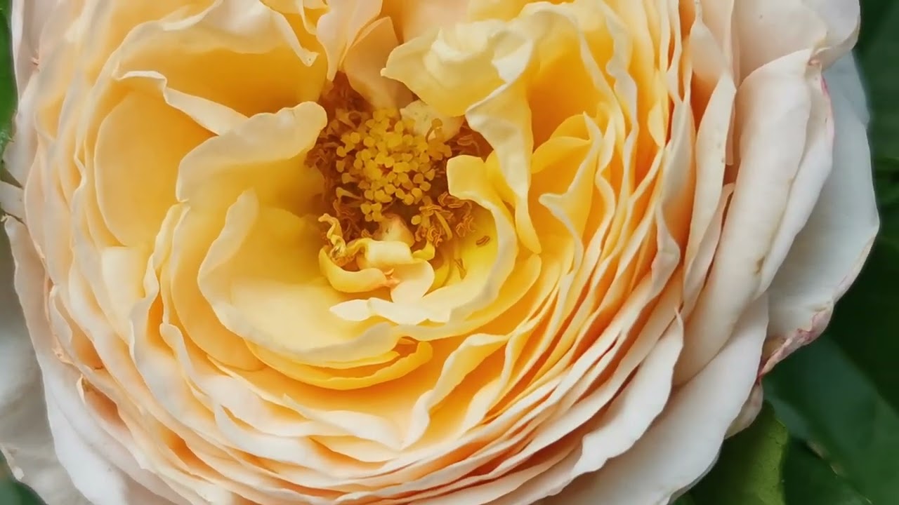 YouBeeRose * Domaine de Chantilly *