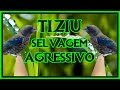 TIZIU AGRESSIVO SELVAGEM PROFESSOR PARA FILHOTES!