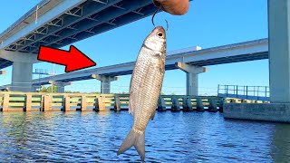 Dropped a Live Mullet Under a Giant Bridge! *Monsters*