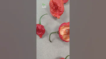 Перец ТОП 1 по жгучести 2 млн. сковиллей САМЫЙ ОСТРЫЙ! Caroline Reaper Red Harvest. #carolinareaper