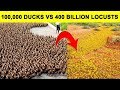 That's Why China Created A 100,000 Duck Army