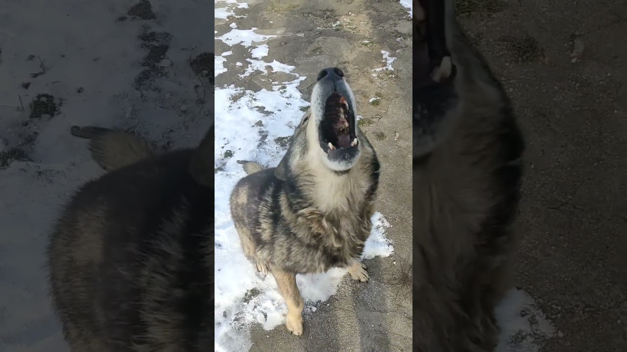 а я думала його нога болить.