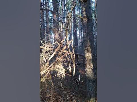шумел сурово Брянский лес - YouTube