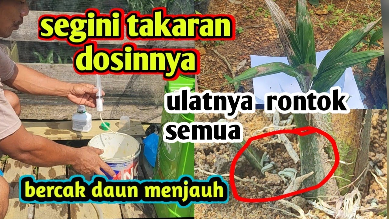 cara membasmi  hama ulat yang menyerang daun bibit sawit
