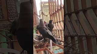 This mother crow never stops caring for her babies #wildlife #heartwarming #shorts