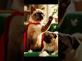 Missão Sofá   Gato Super Herói vs Caramelo Destruidor 🛋️🐱🦸‍♂️🐶