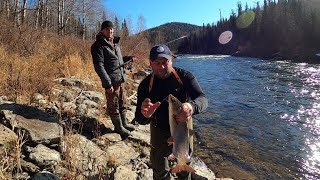 на ГОРНУЮ реку за ХАРИУСОМ поздней осенью, забрались в верховье, нашли яму с Ленками хариус на мушку