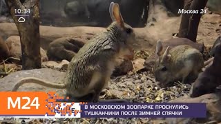 В Московском зоопарке проснулись тушканчики после зимней спячки - Москва 24 В Московском зоопарке проснулись тушканчики после зимней спячки - Москва 24
