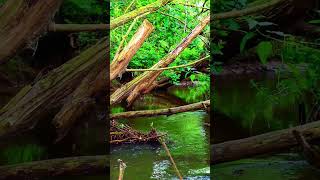 💚 #relaxingnature #nature #foryou #fyp #viral