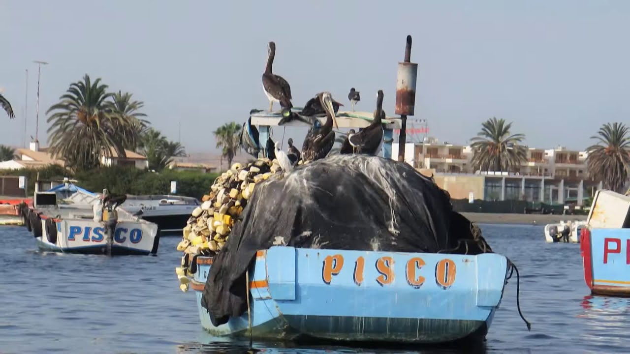 Hacienda Bahia Paracas Islas Ballestas 2016 Peru