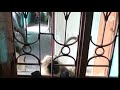 How To Monkey Video / Monkey Video / Teri Meri Yeh Dosti Zamana Yaad Rakhega