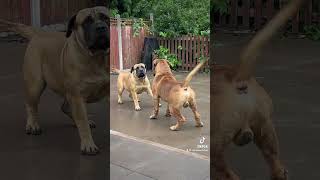 Aisha Rico & Aisha Farah