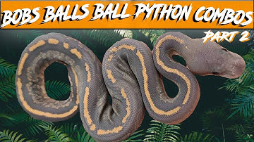 Bobs Balls Ball Python Morph Combos Part 2 | Breeder
