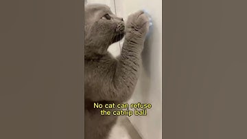 😻Treat your cats with Purrrfect Catnip Balls😻#Shorts https://linkpop.com/mycatnipballs