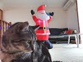 My cats react to Santa?!?!