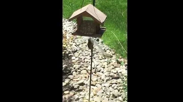 How to keep chipmunks away from your bird feeder
