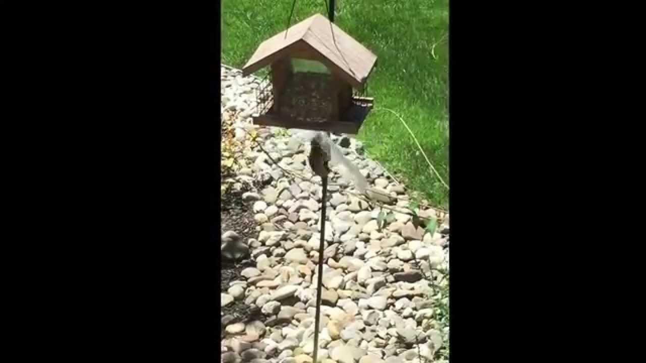How to keep chipmunks away from your bird feeder - YouTube
