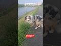 Simbaрџђ Morning Pets Trending 2025 Doggielife Dogtips France Paris Simbaрџђ Morning Pets Trending 2025 Doggielife Dogtips France Paris
