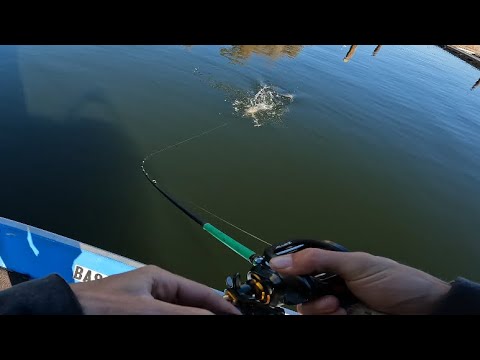 Clearlake Producing 40+ Fish Everyday😱plus 2 fish on 1 Jerkbait🔥