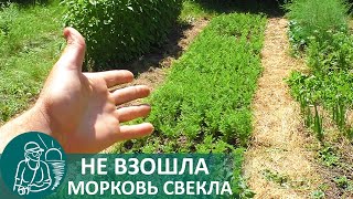 🌿 Не Взошла Морковь, Что Делать — Аварийная Посадка Моркови И Свеклы По Технологии Гордеевых