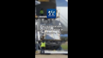 Xinhua News | Two giant pandas from China arrive in Washington, D.C.