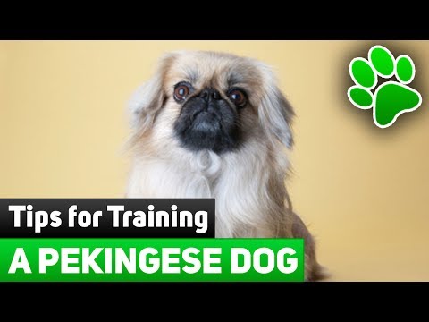 Video: How To Raise A Pekingese