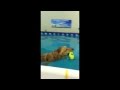 linus learns to leap linus learns to leap