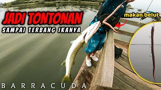 Njirrr .... Di Kolong Dermaga Ternyata Banyak Ikan BARRACUDA , KAKAP PUTIH & KERAPU