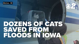 Boise welcomes 55 cats from Iowa in need of new homes after devastating floods